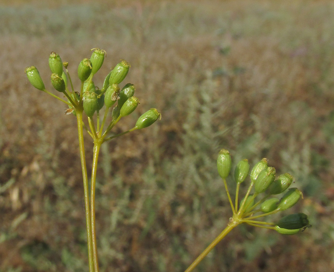 Image of Ferula caspica specimen.