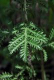 Anthemis rigescens. Лист (верхняя сторона). Республика Адыгея, г. Майкоп, восточнее пос. Победа, опушка дубового леса, на кромке лугового склона. 24.06.2017.