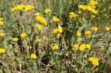 Inula auriculata