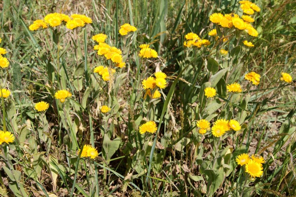 Изображение особи Inula auriculata.