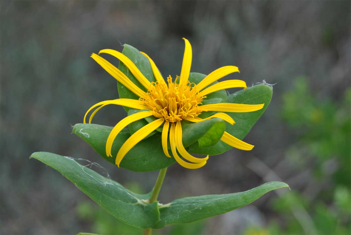 Image of Didelta spinosa specimen.