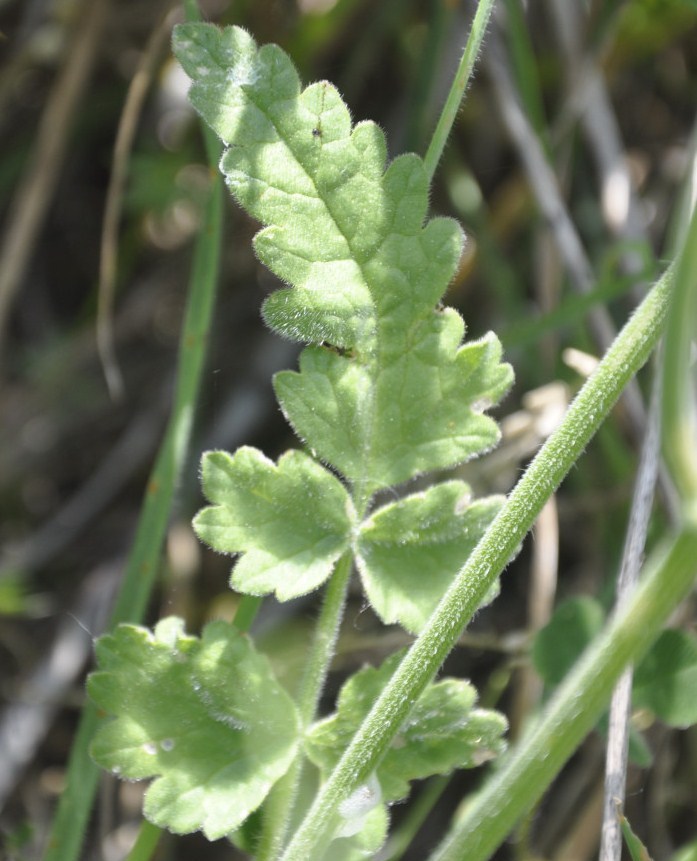 Изображение особи Tordylium officinale.