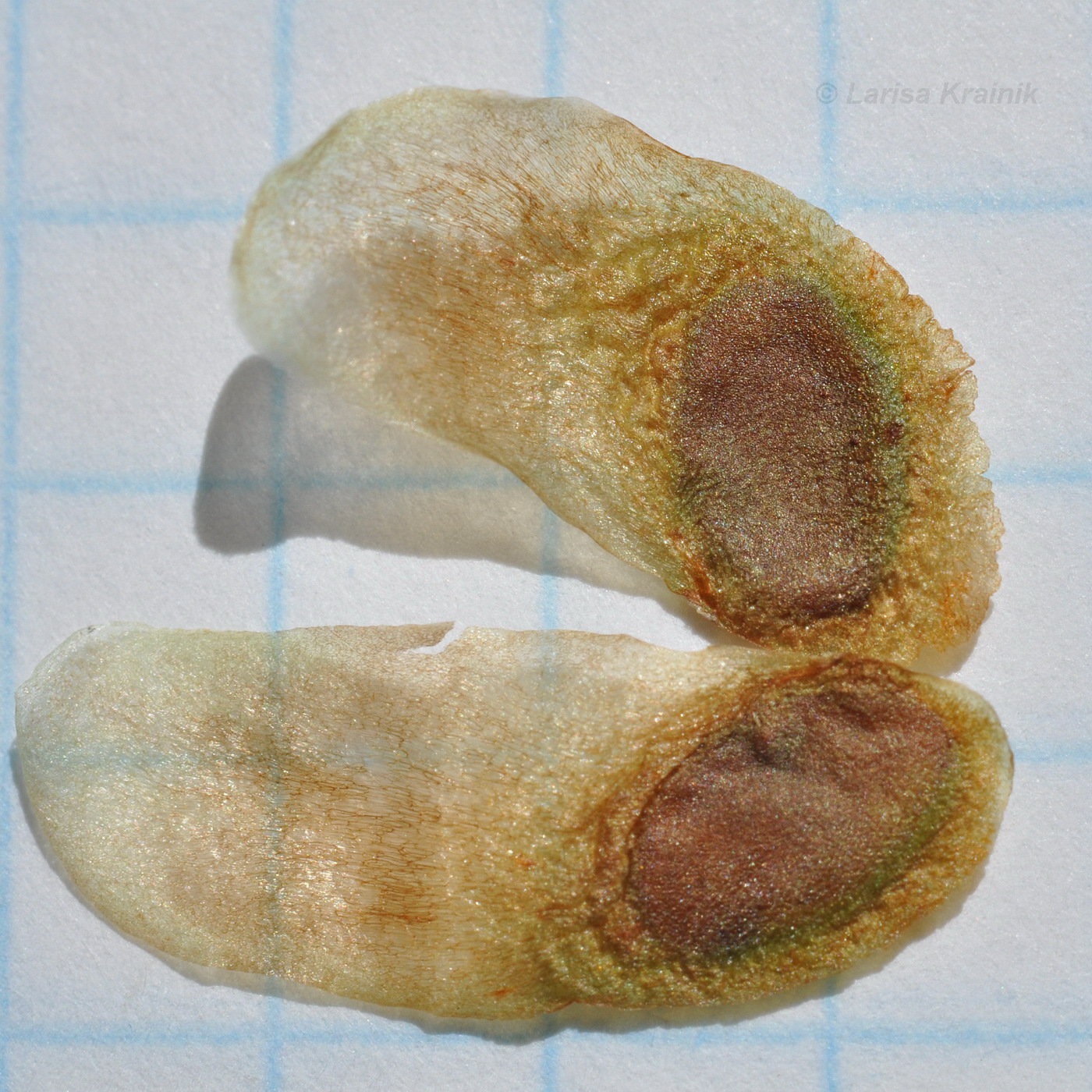 Image of Dioscorea nipponica specimen.