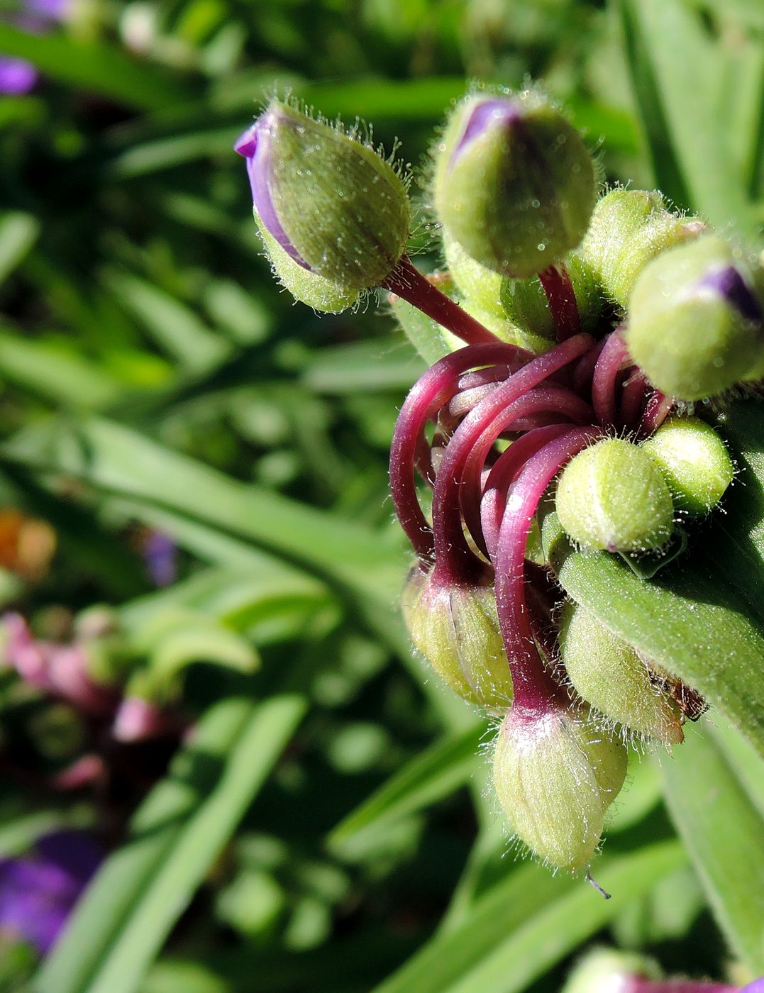 Image of Tradescantia virginiana specimen.