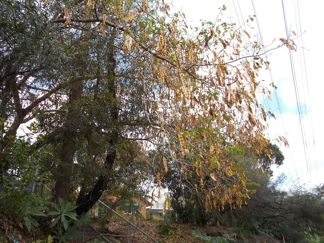 Image of Albizia lebbeck specimen.