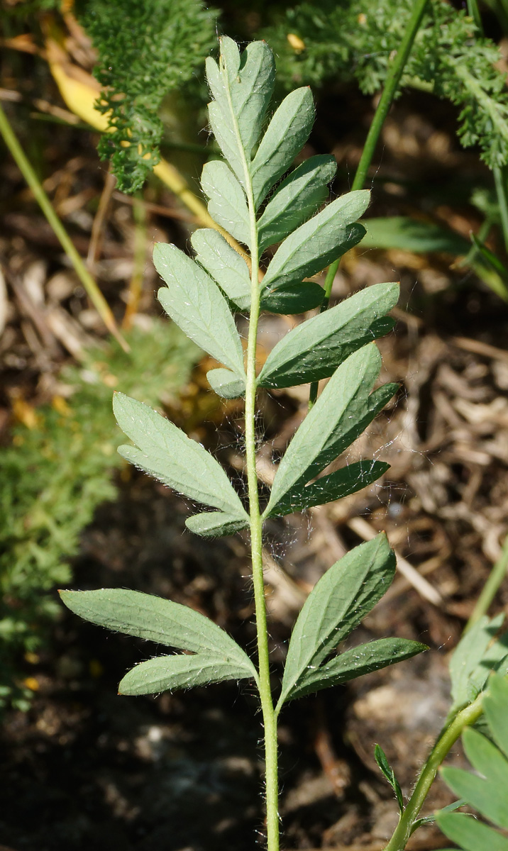 Image of Potentilla bifurca specimen.