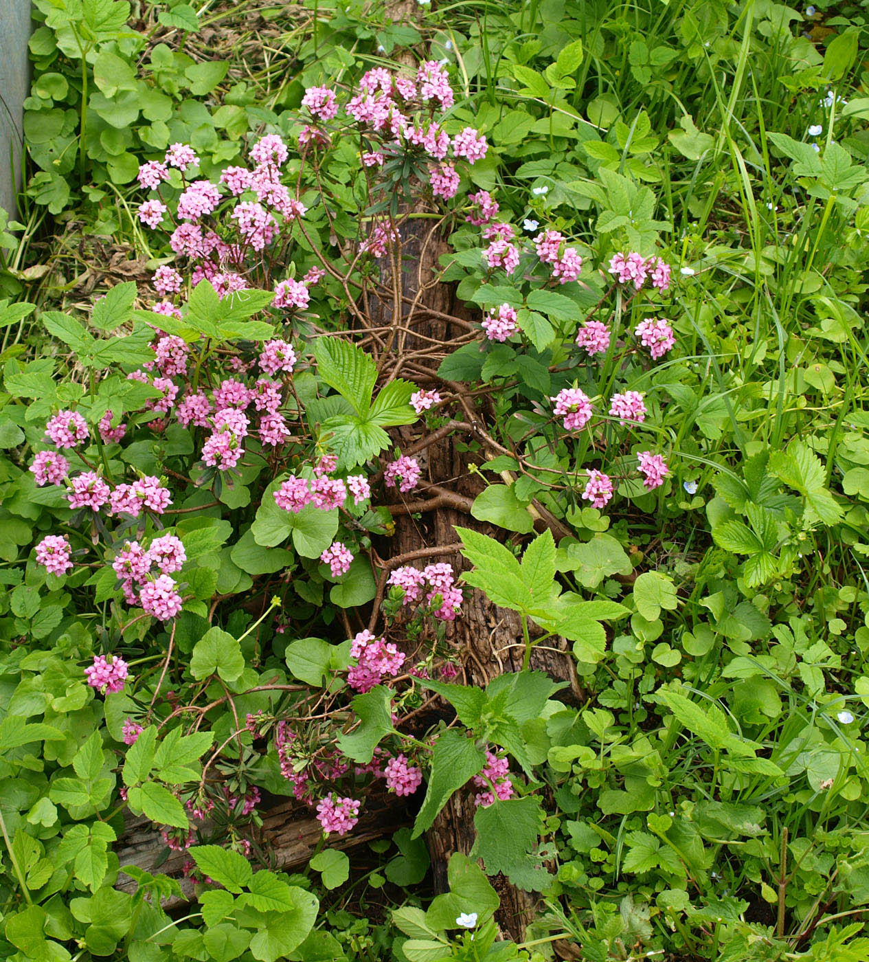 Image of Daphne cneorum specimen.