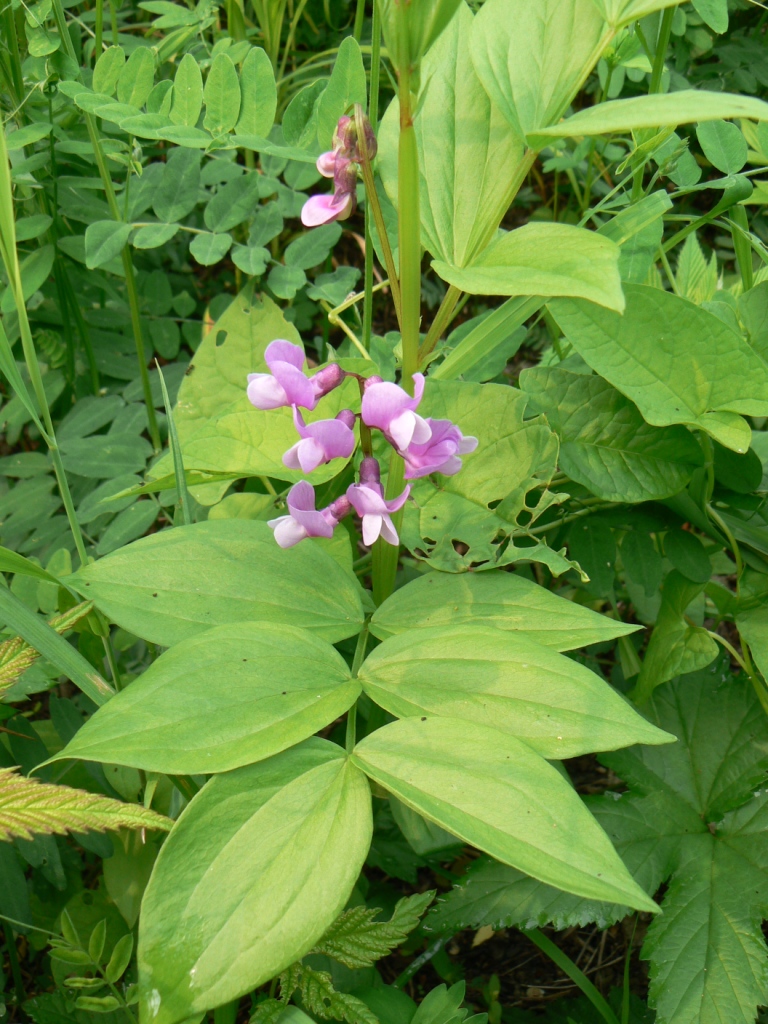 Image of Lathyrus komarovii specimen.