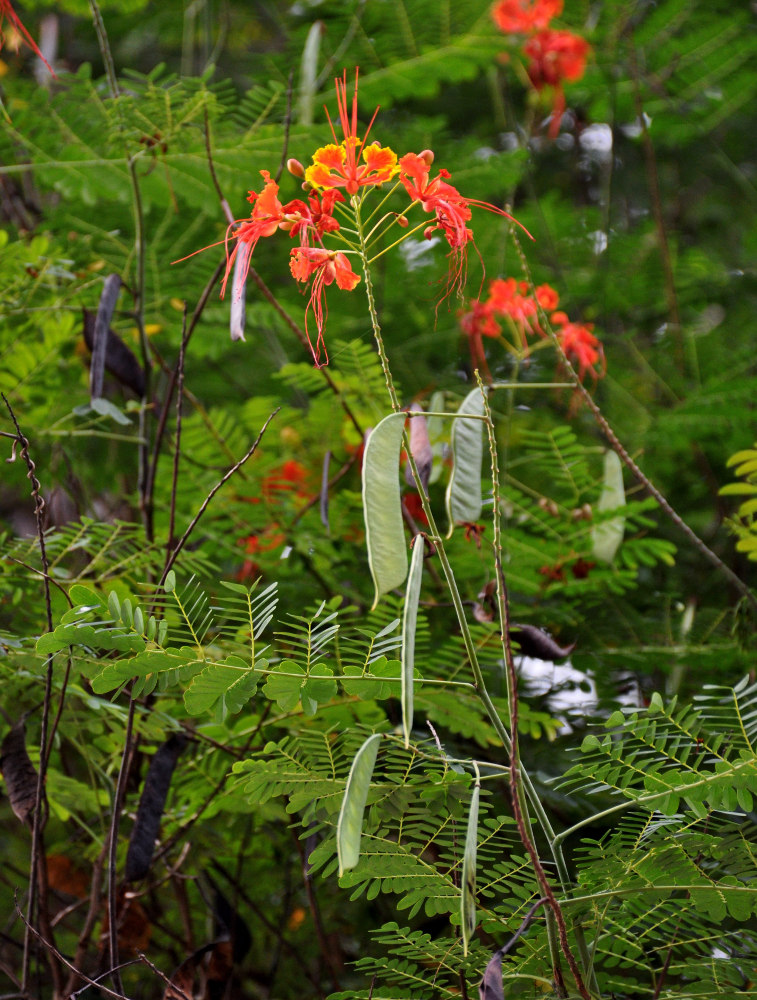 Image of Caesalpinia pulcherrima specimen.