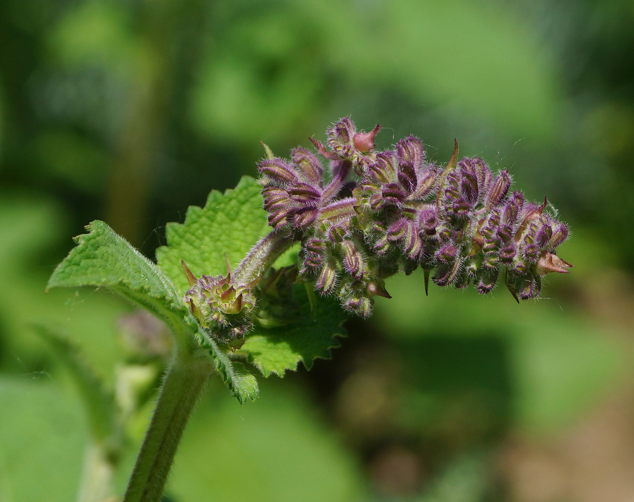 Image of Salvia verticillata specimen.