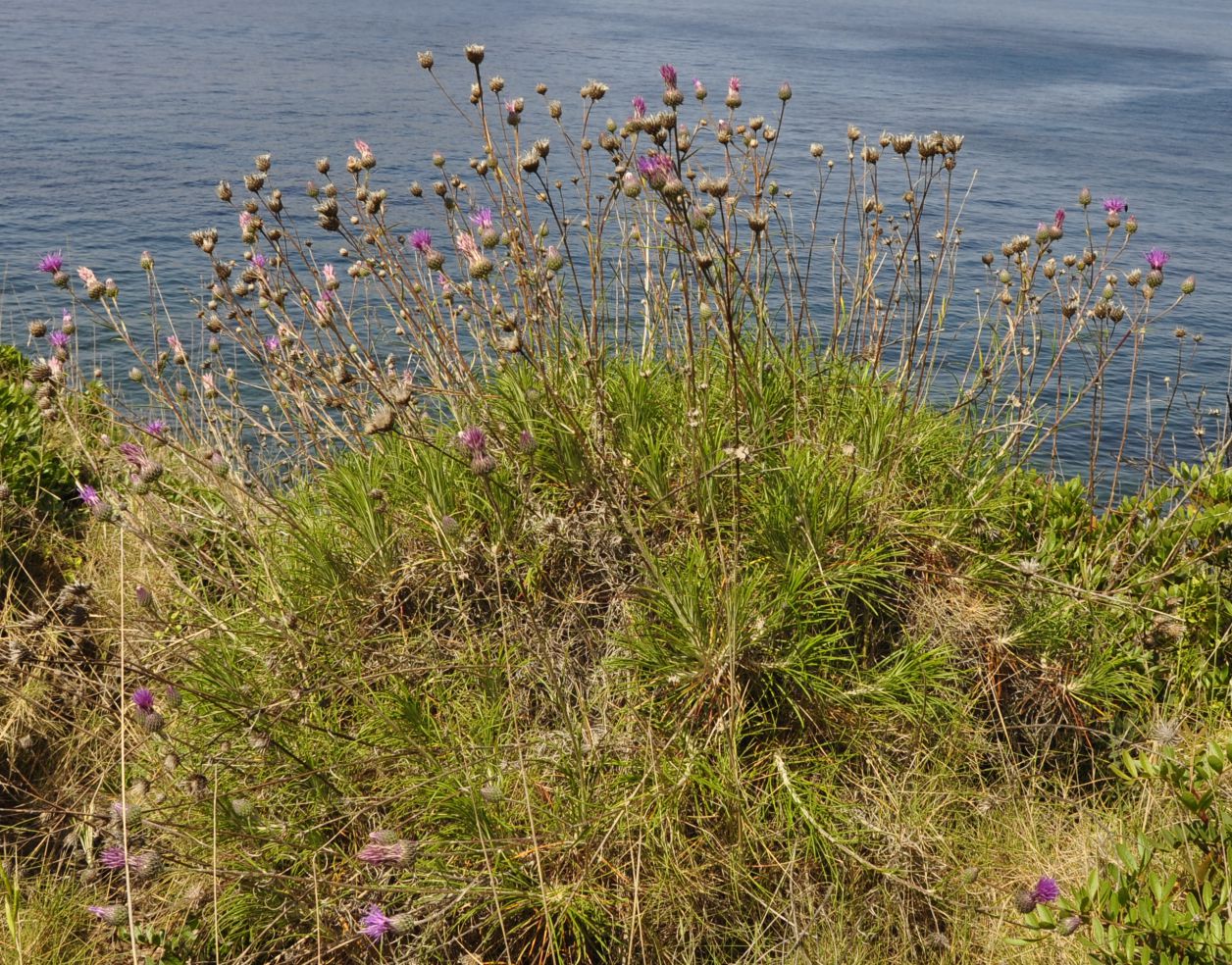 Image of Ptilostemon chamaepeuce specimen.