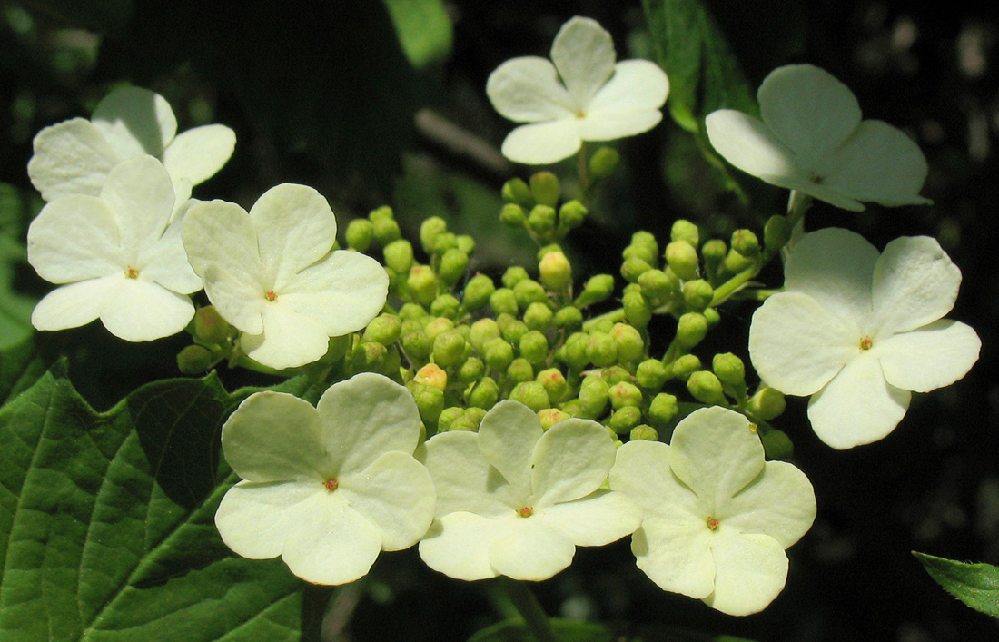 Image of Viburnum opulus specimen.