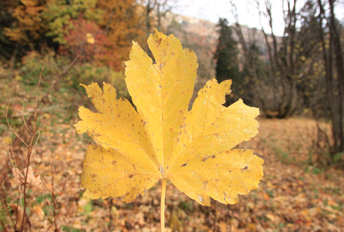 Image of Acer trautvetteri specimen.