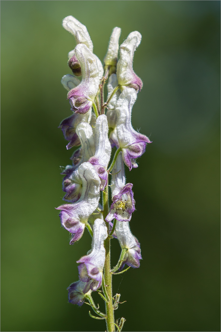 Image of genus Aconitum specimen.