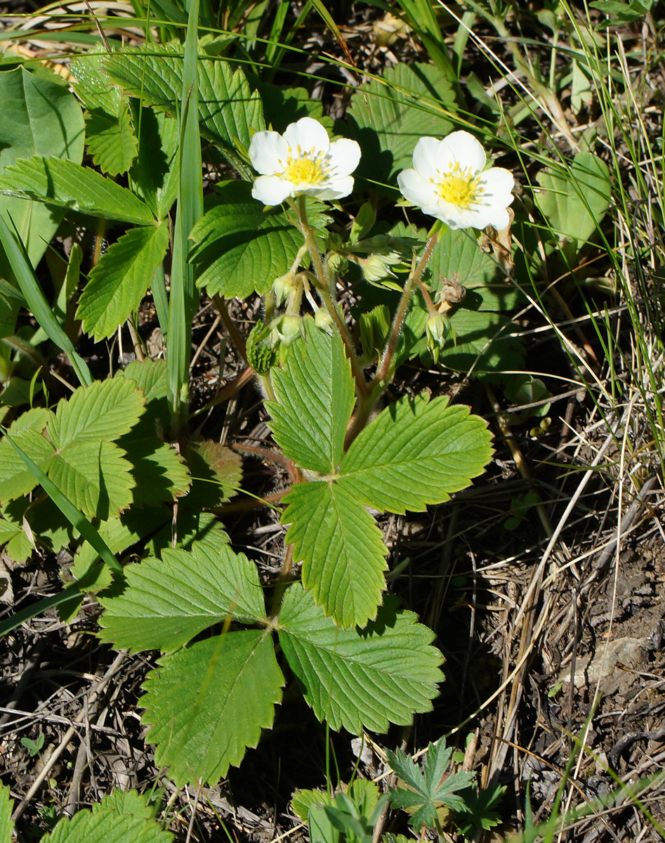 Изображение особи Fragaria viridis.