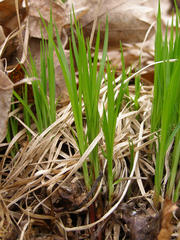 Image of Carex montana specimen.