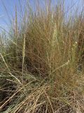 Ammophila подвид arundinacea