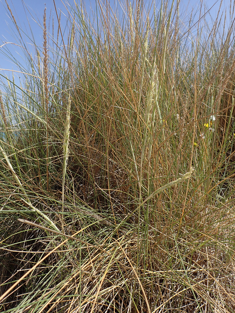 Изображение особи Ammophila arenaria ssp. arundinacea.