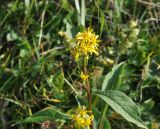 Solidago virgaurea. Верхушка цветущего растения. Грузия, Казбегский муниципалитет, окр. с. Джута, долина руч. Чаухицхали, ≈ 2300 м н.у.м, луг. 31.07.2018.