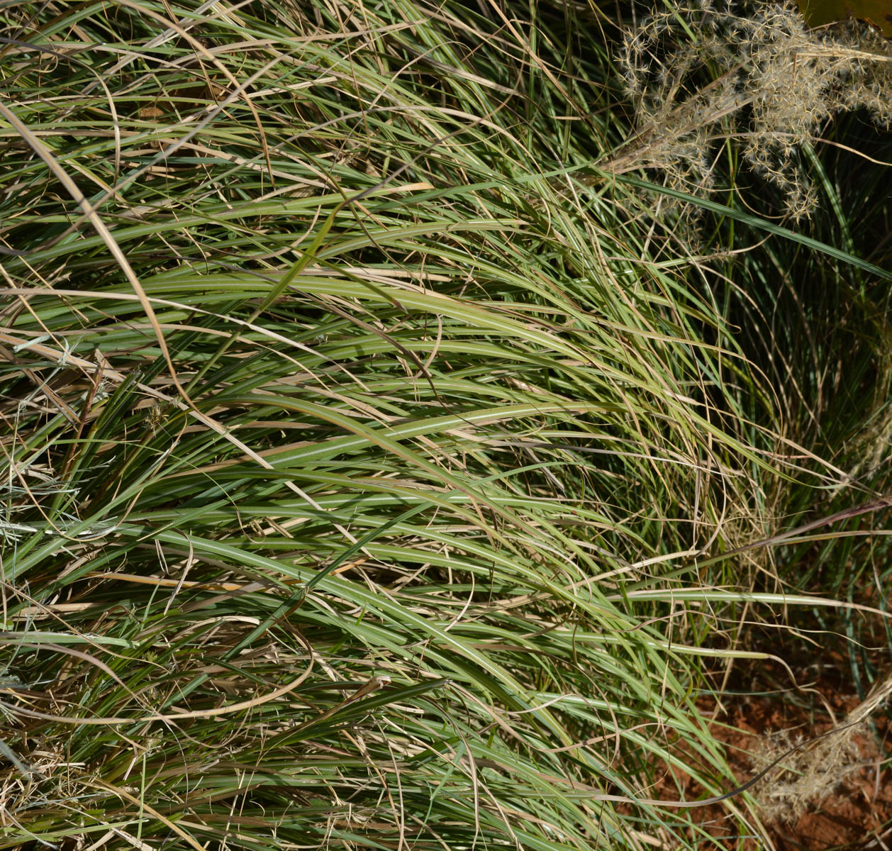 Image of genus Miscanthus specimen.