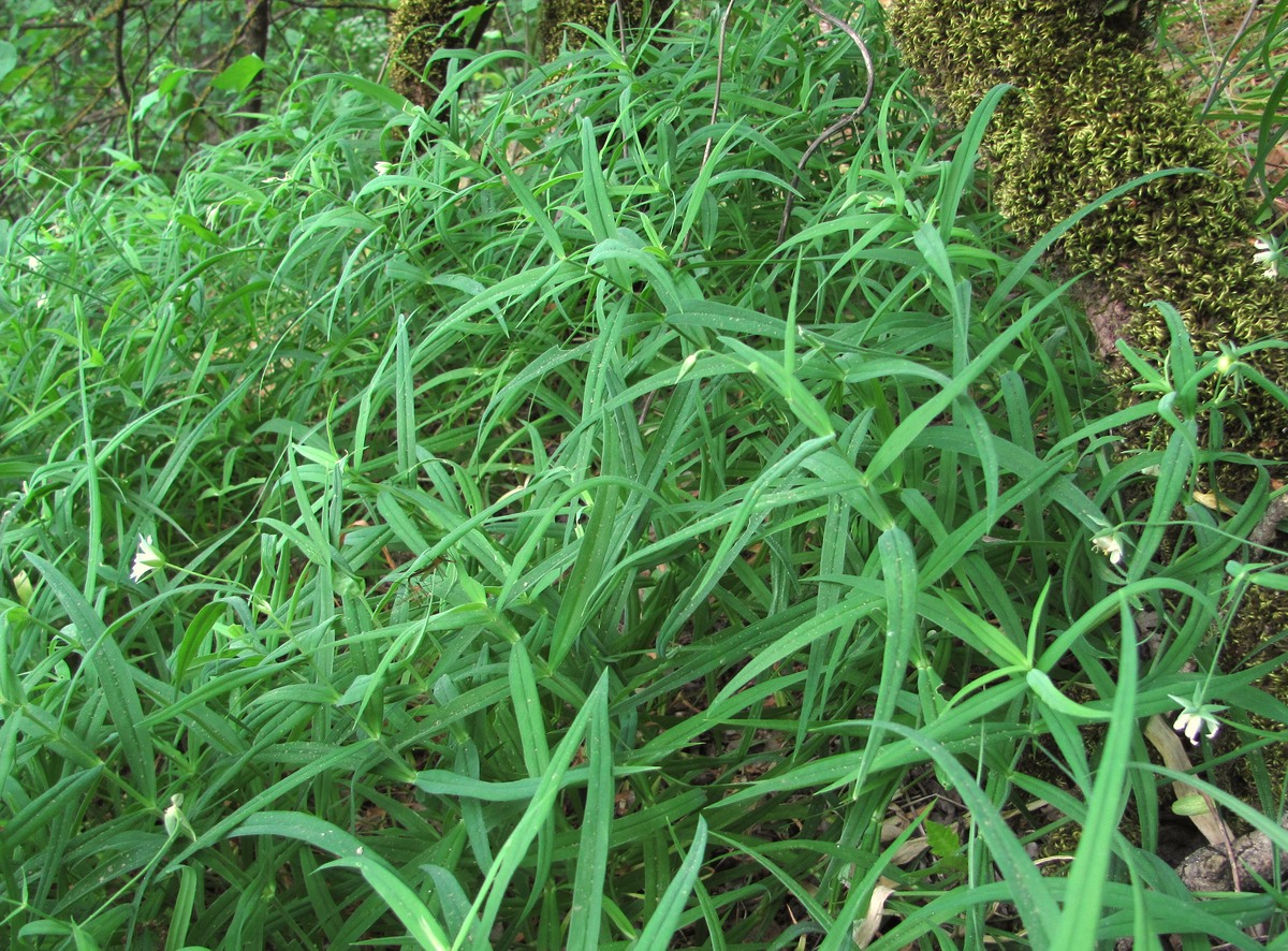 Image of Stellaria holostea specimen.