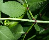 Смотреть изображение Angelica sylvestris