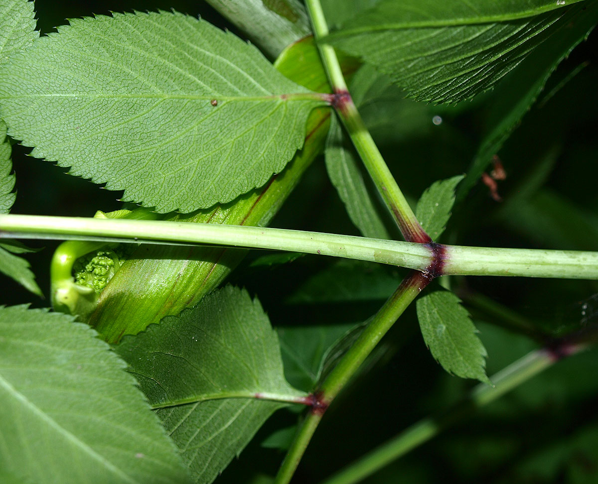 Изображение особи Angelica sylvestris.