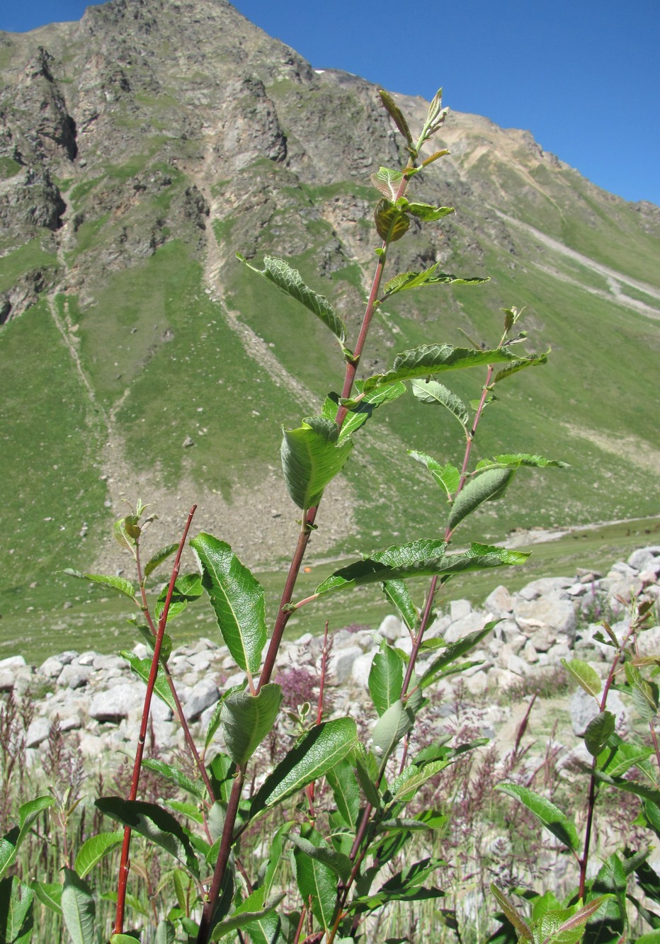 Изображение особи Salix pseudomedemii.