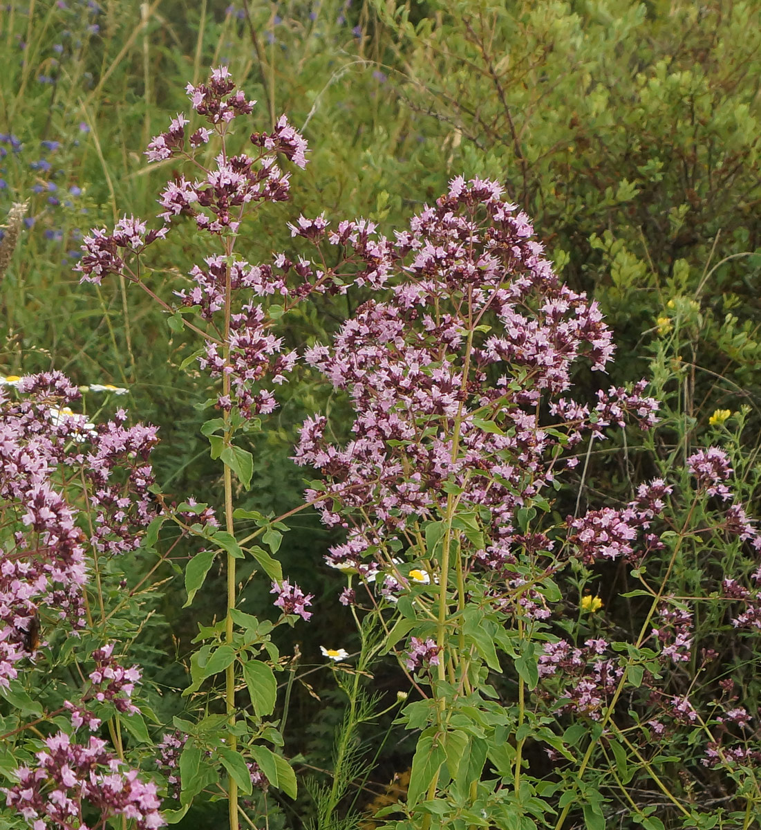 Изображение особи Origanum vulgare.