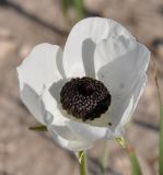 Ranunculus asiaticus. Цветок. Республика Кипр, окр. г. Лимасол (Λεμεσός), рудеральное местообитание недалеко от моря. 07.03.2019.