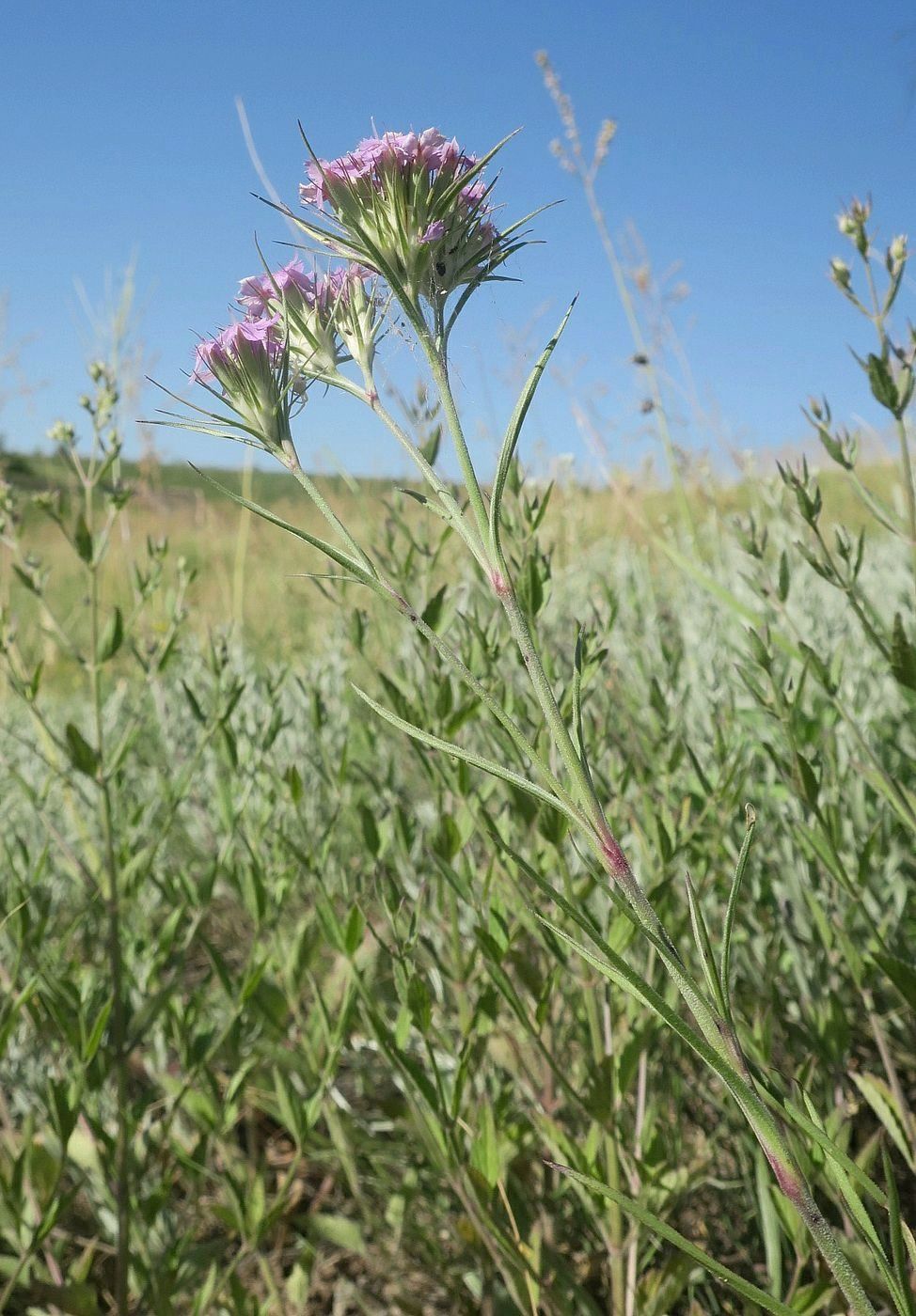 Image of Dianthus pseudarmeria specimen.