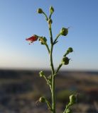 Scrophularia scoparia