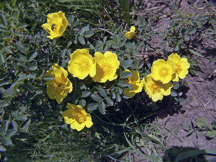 Image of Rosa kokanica specimen.