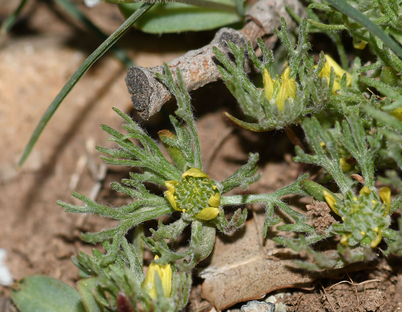 Изображение особи Ceratocephala falcata.