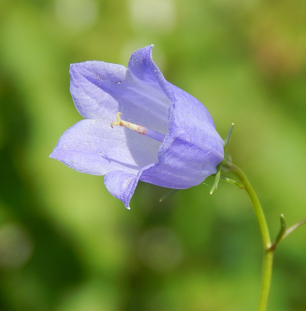 Image of Campanula rotundifolia specimen.