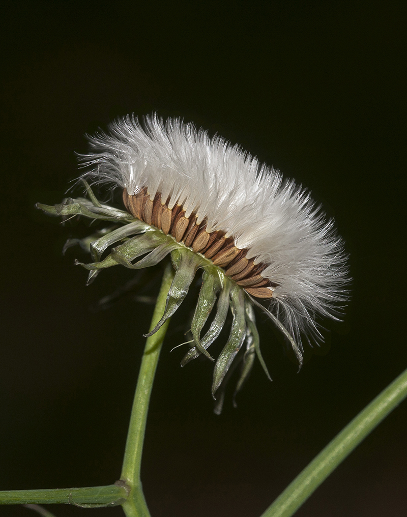 Изображение особи Sonchus oleraceus.