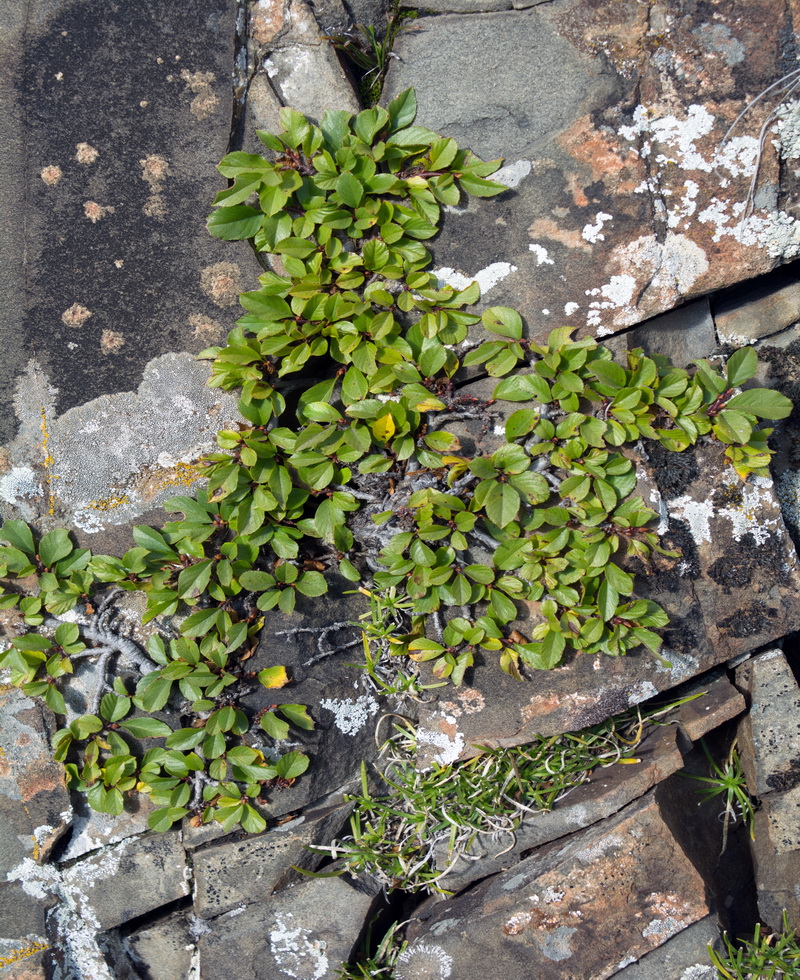 Image of Rhamnus depressa specimen.