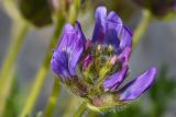 Oxytropis lazica