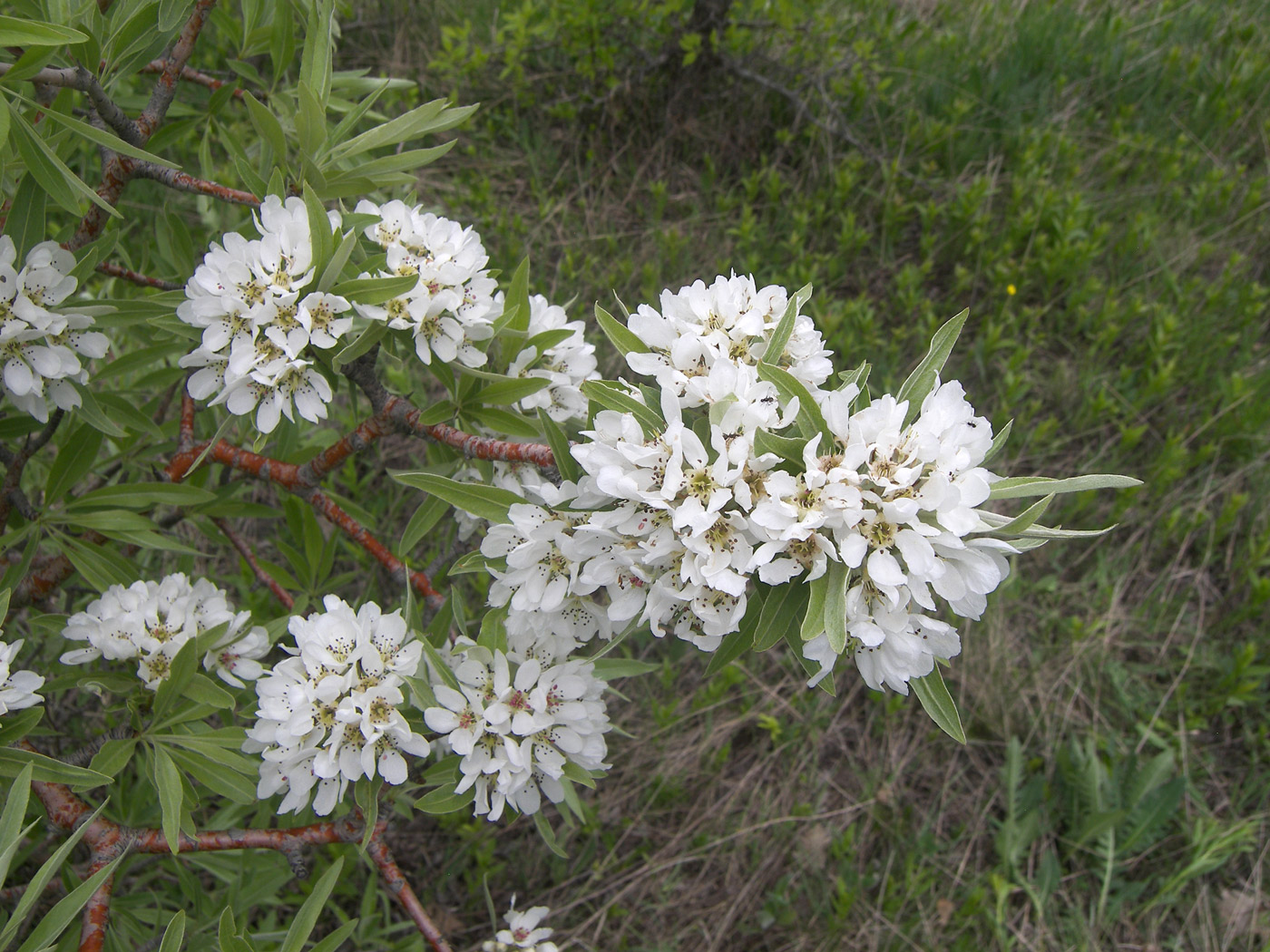 Изображение особи Pyrus hajastana.