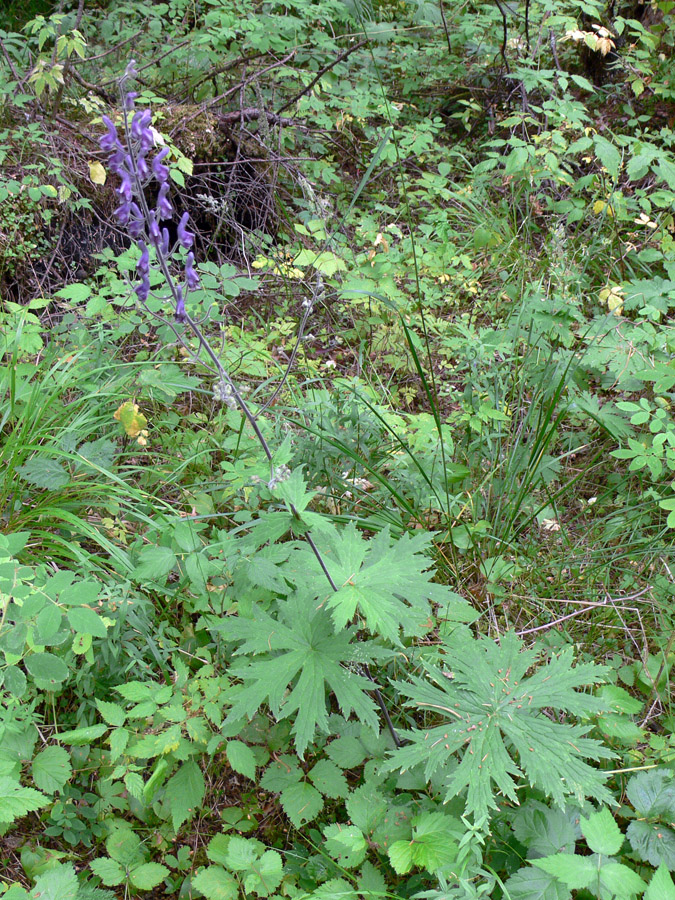 Изображение особи Aconitum septentrionale.