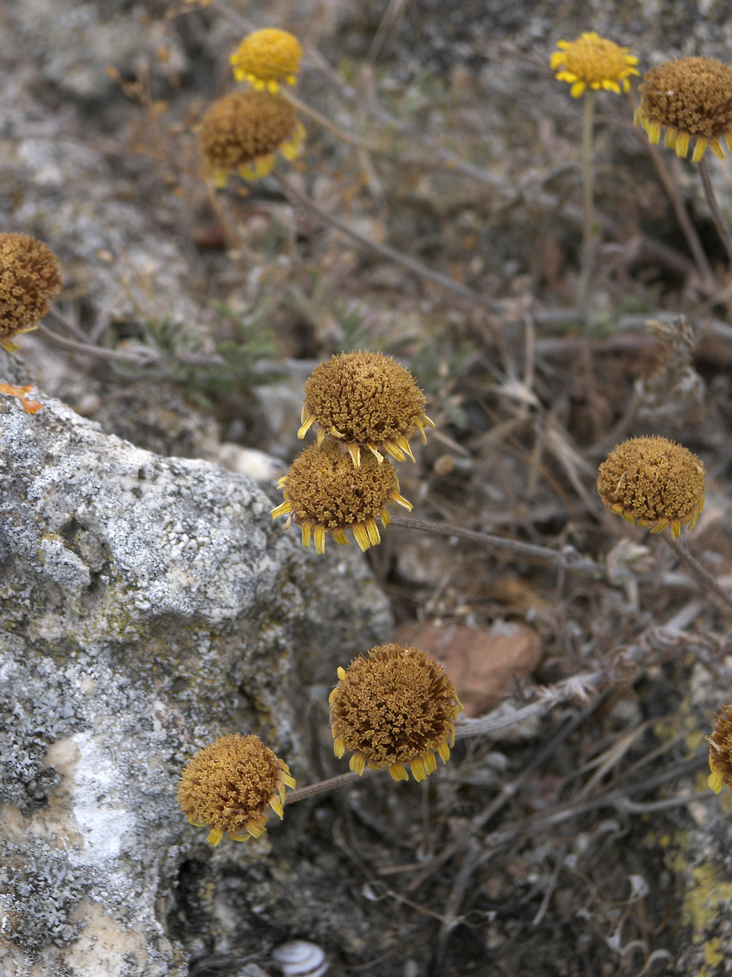 Изображение особи Anthemis monantha.