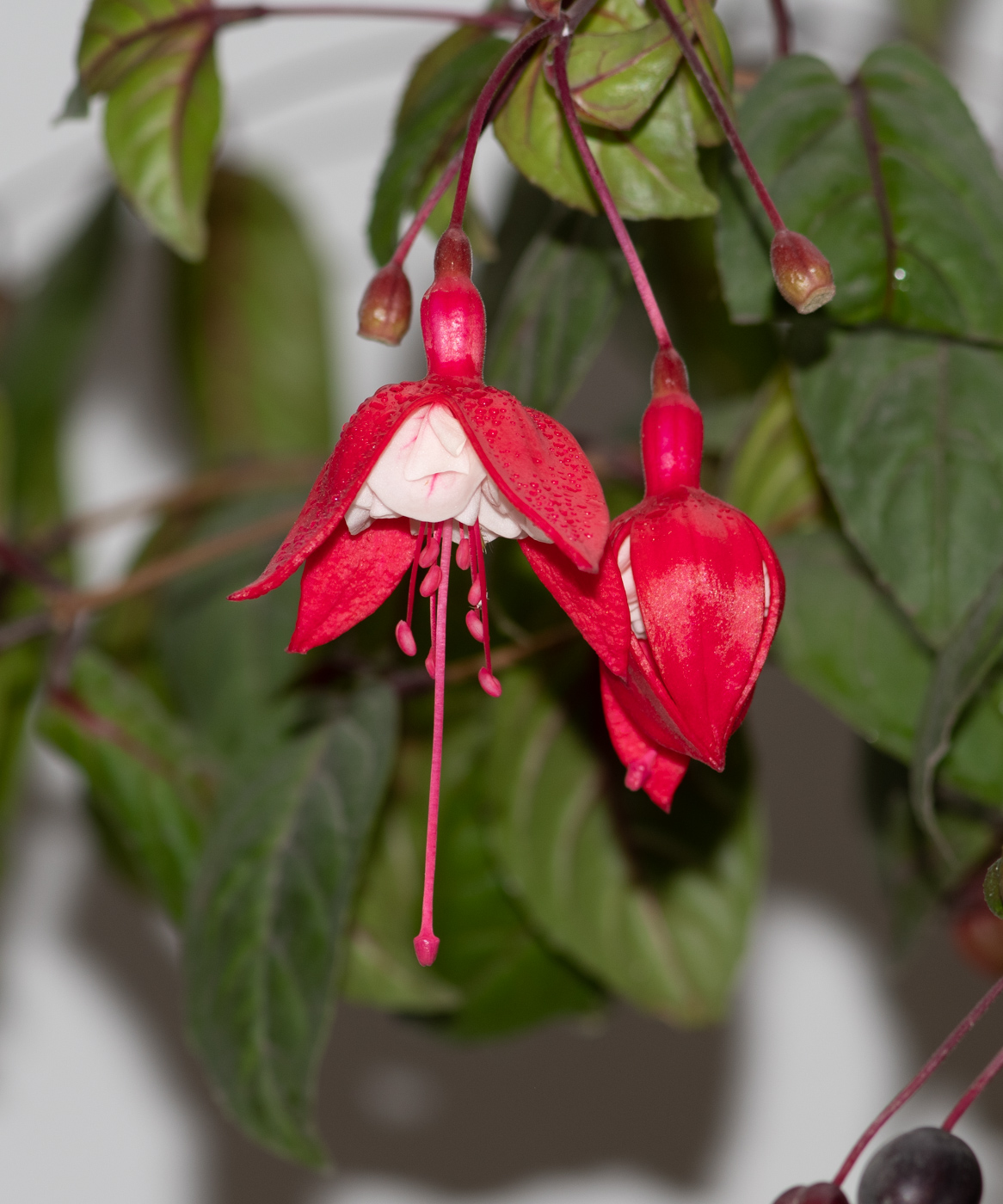 Image of genus Fuchsia specimen.