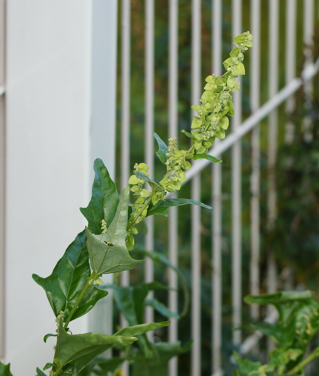 Image of Atriplex sagittata specimen.