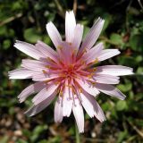 Taraxacum soczavae