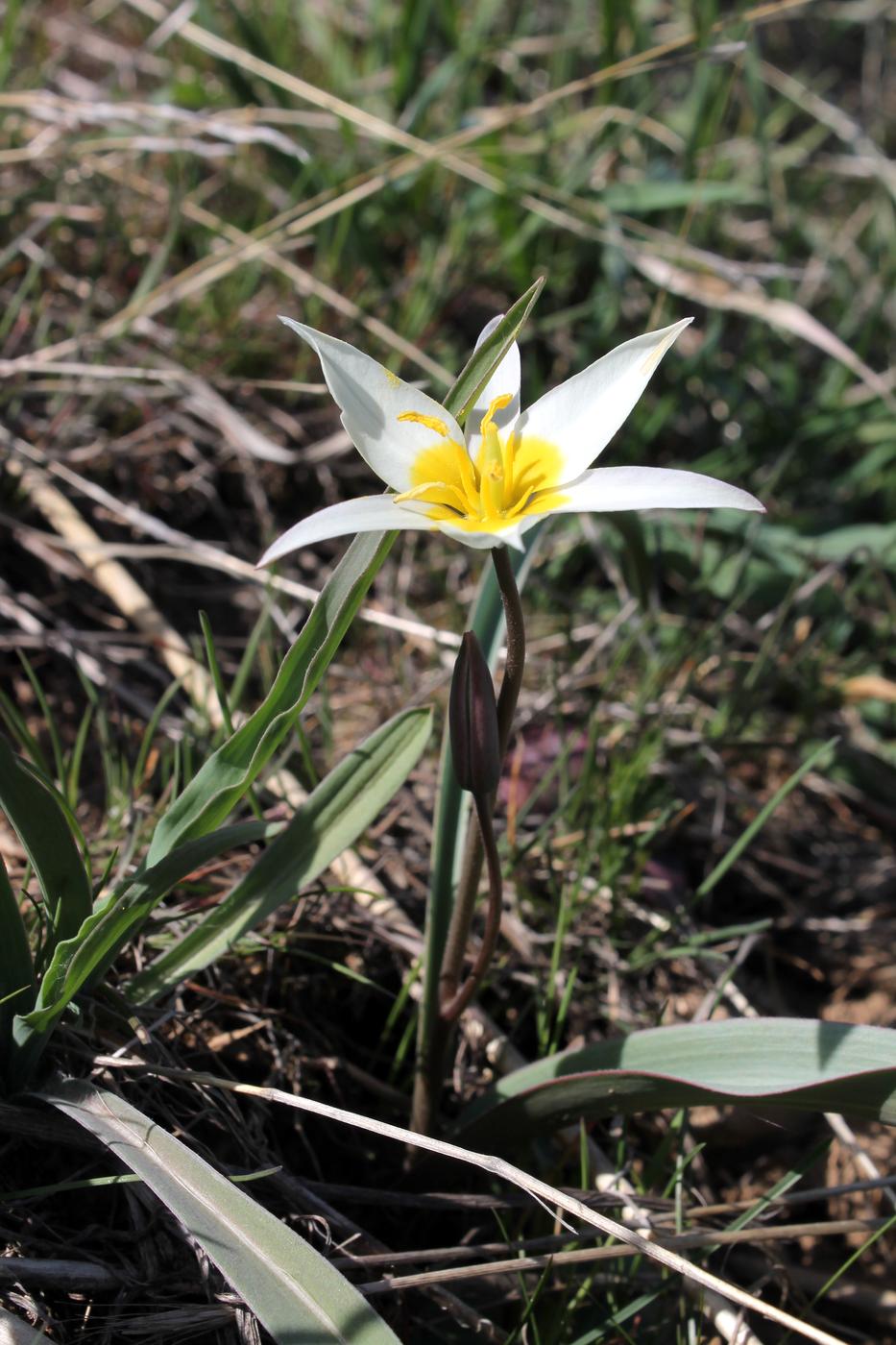 Изображение особи Tulipa turkestanica.