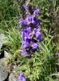 Campanula cephalotes. Верхушка цветущего растения. Приморский край, окр. пос. Михайловка, подножье невысокой сопки. 29.08.2019.