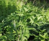 Heracleum sibiricum. Верхушка вегетирующего растения. Калужская обл., Боровский р-н, дер. Сатино, берег р. Протва, луг. 9 июня 2020 г.