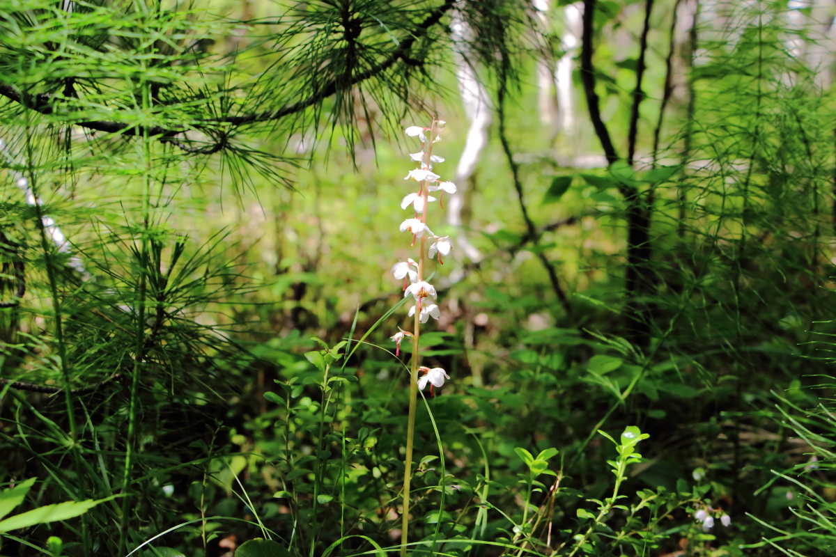 Image of Pyrola incarnata specimen.