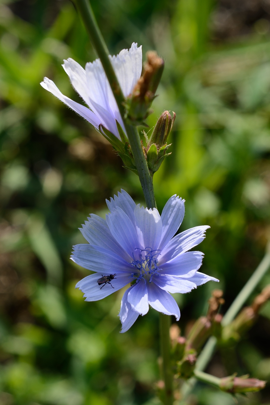 Image of Cichorium intybus specimen.