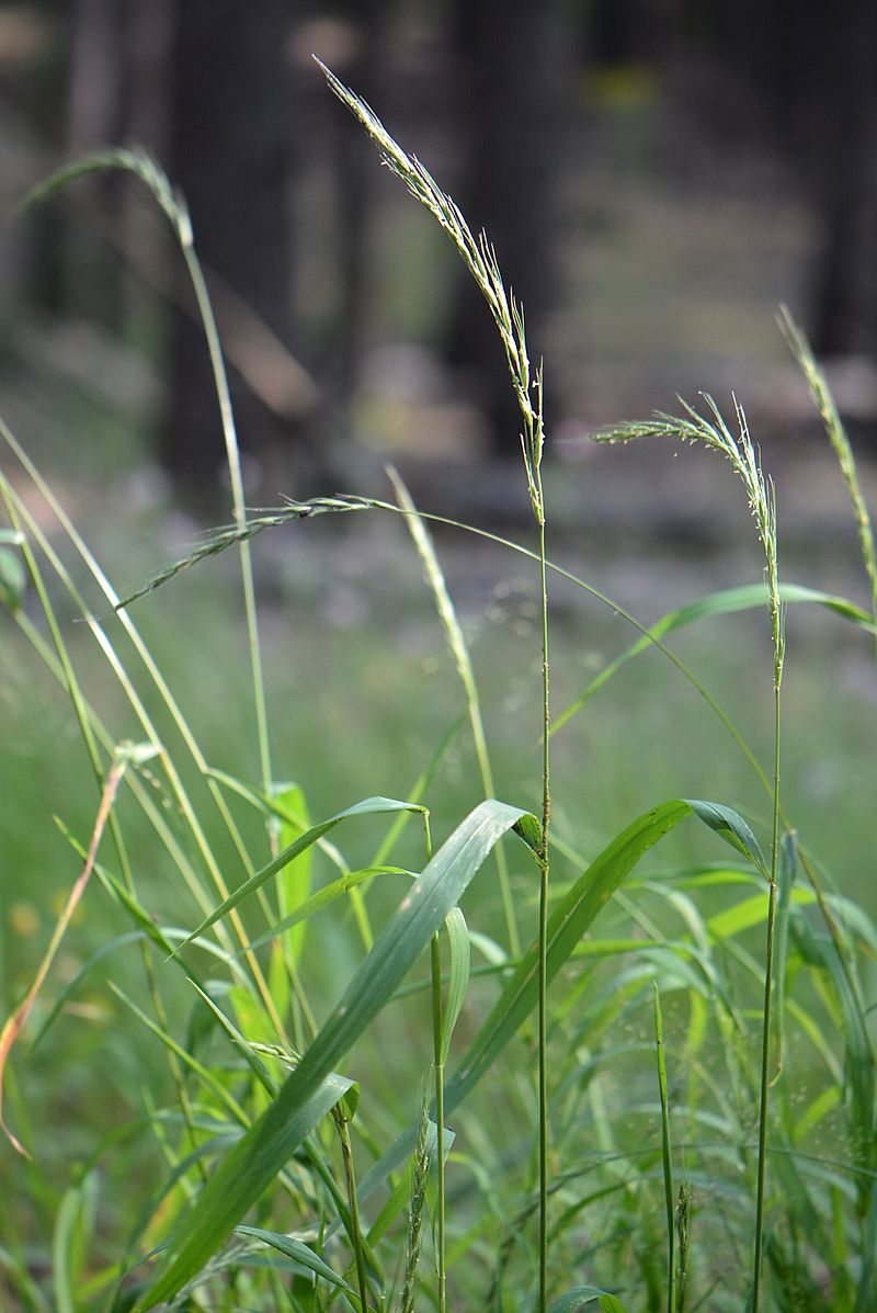 Изображение особи Elymus caninus.